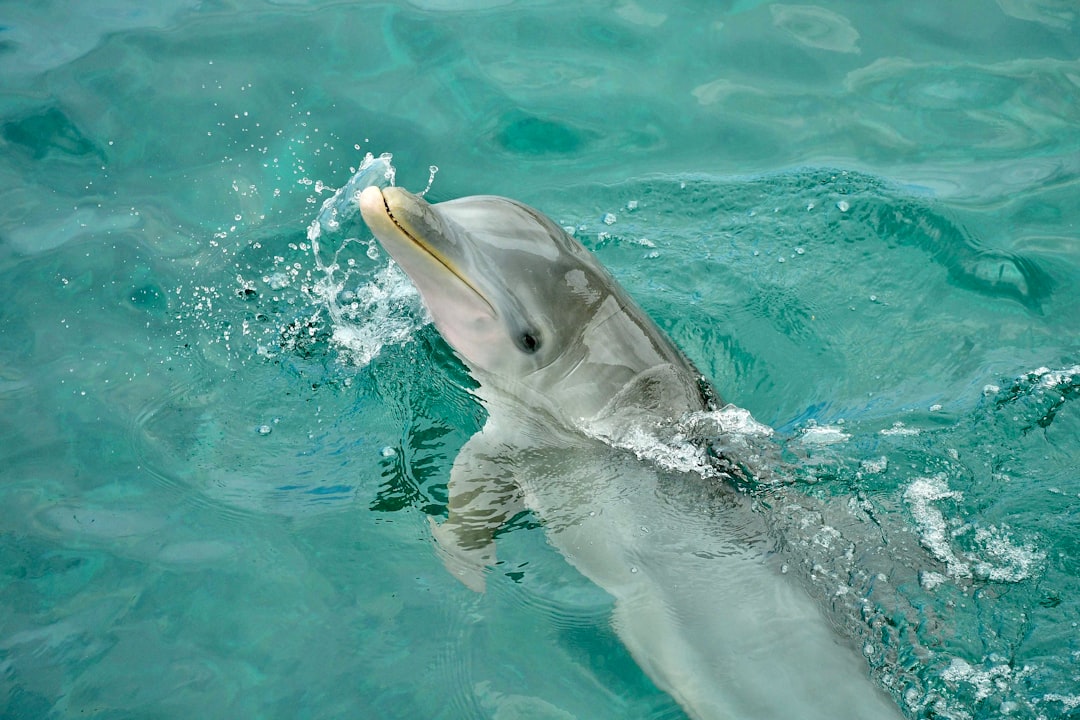 The Playful Dolphin: The Eternal Entertainer (Image Credits: Unsplash)