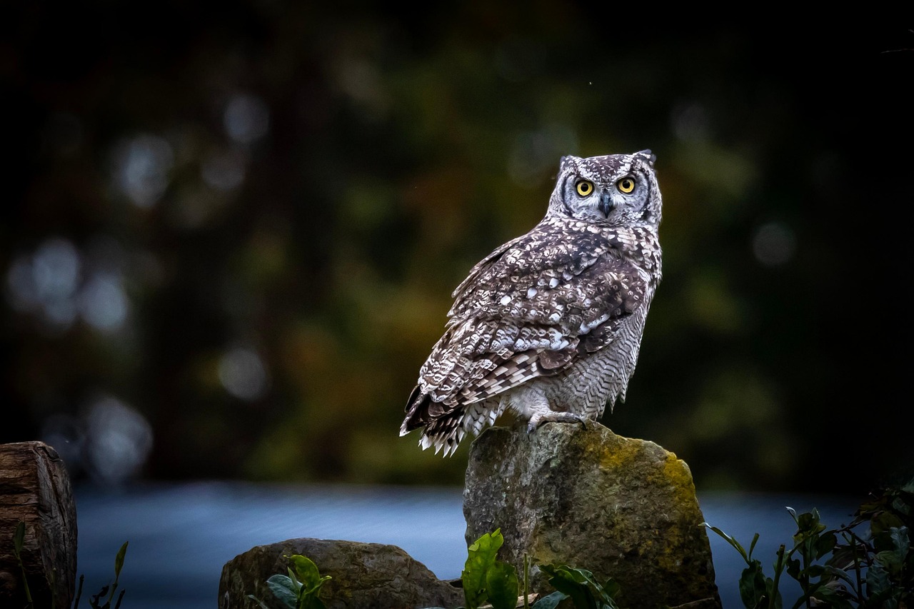 The Mysterious Owl: The Deep Thinker (Image Credits: Pixabay)