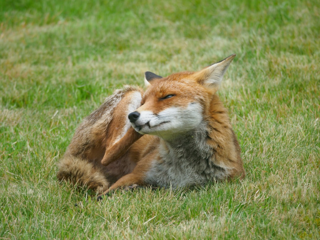 The Clever Fox: The Master of Wit (Image Credits: Unsplash)