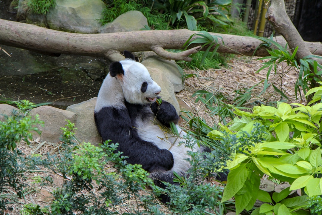 The Gentle Panda: The Comfort Creator (Image Credits: Unsplash)