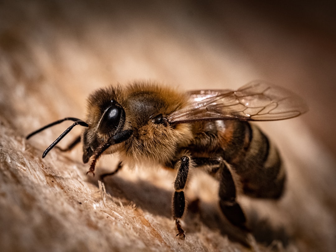 The Industrious Honeybee: The Skilled Craftsperson (Image Credits: Unsplash)