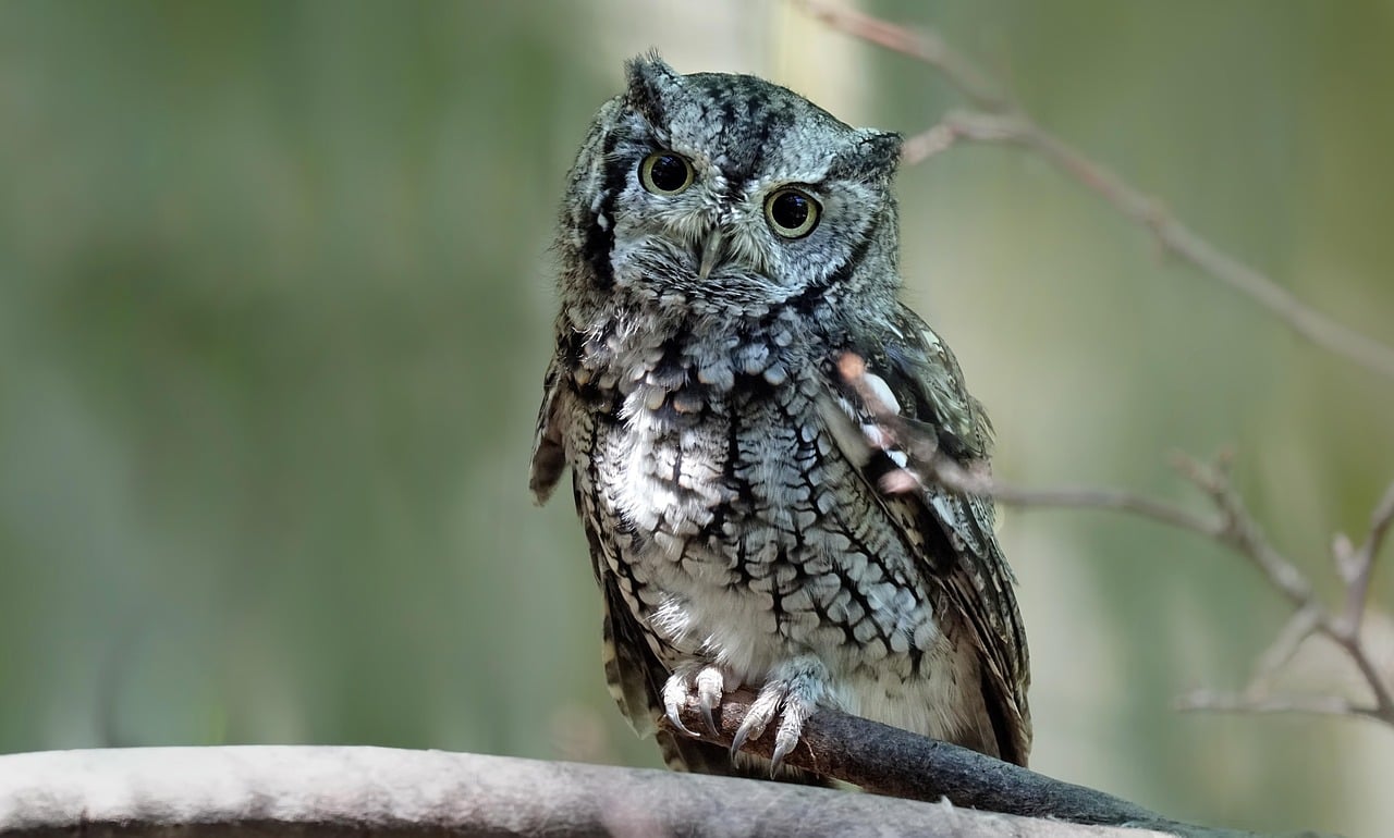 The Screech Owl: The Methodical Processor (Image Credits: Pixabay)