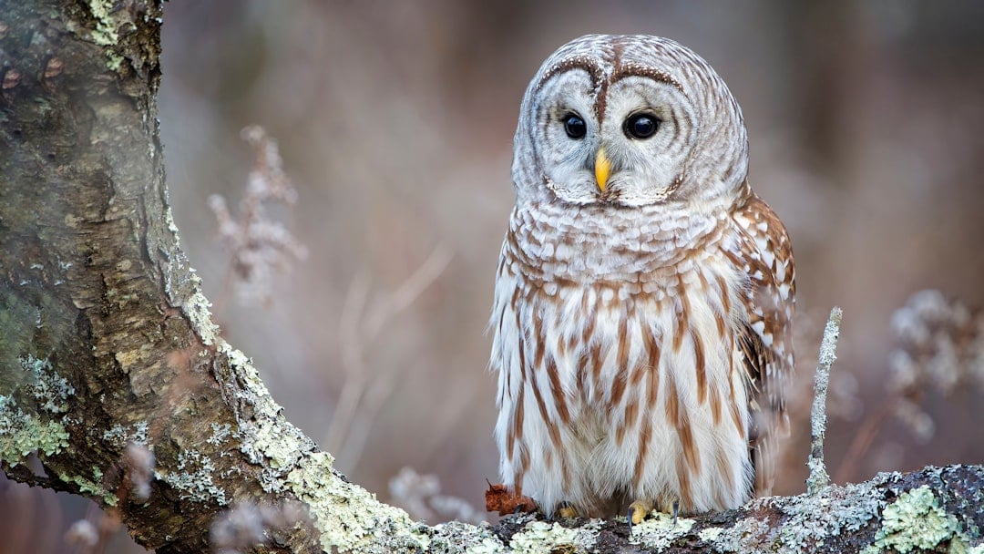 The Barred Owl: The Collaborative Peacemaker (Image Credits: Unsplash)