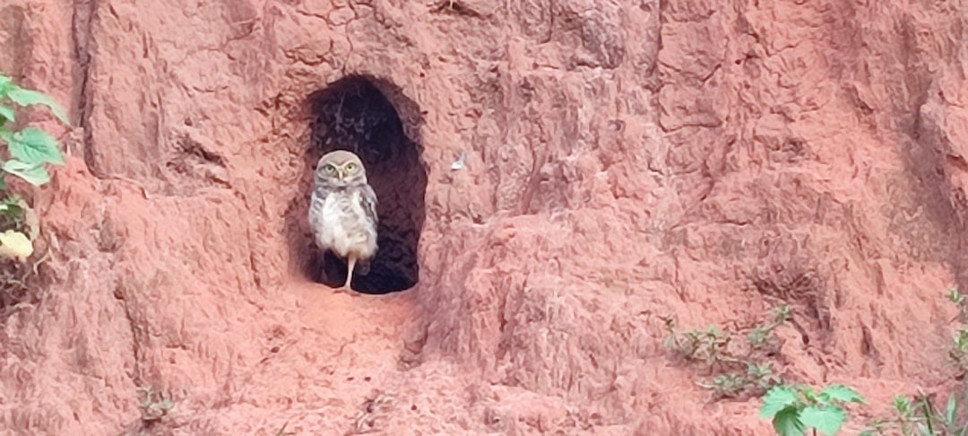 The Burrowing Owl: The Grounded Optimist (Image Credits: Unsplash)