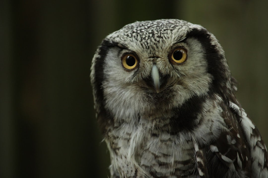 The Northern Hawk Owl: The Swift Decision Maker (Image Credits: Unsplash)