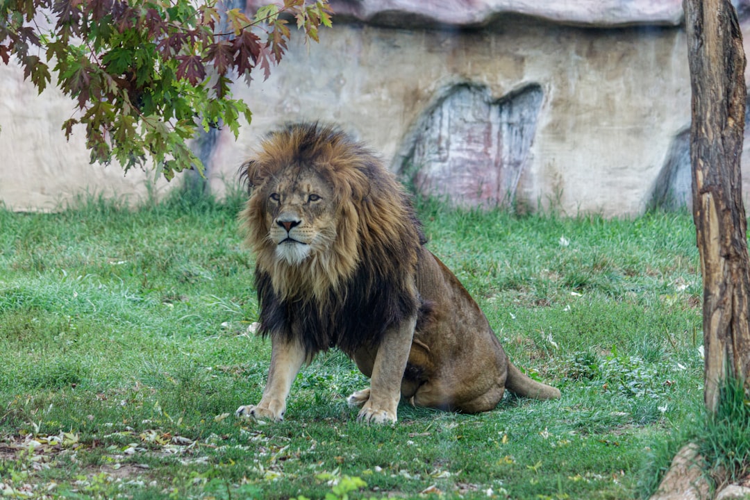 The Social Lion: King of the Digital Jungle (Image Credits: Unsplash)