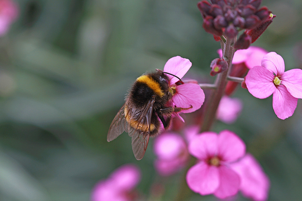 The Busy Bee: Content Creator Extraordinaire (Image Credits: Flickr)