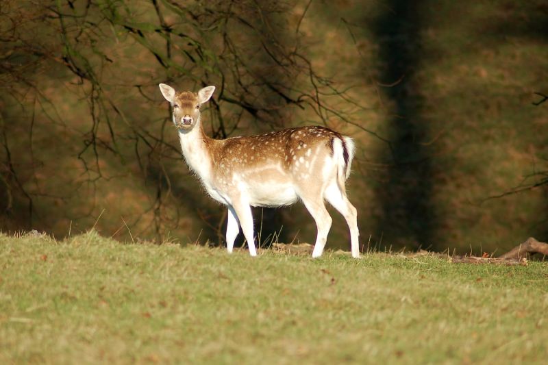 The Cautious Deer: Thoughtful Before Every Post (Image Credits: Flickr)