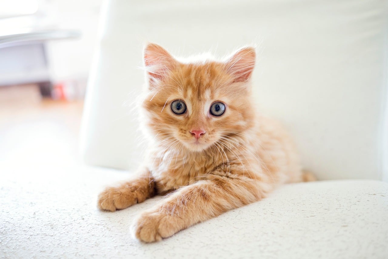 The Curious Cat: Always Exploring New Trends (Image Credits: Pixabay)