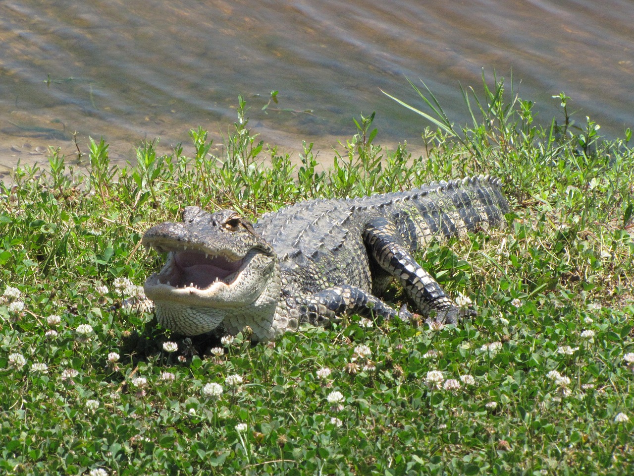American Alligator: The Prehistoric Powerhouse (Image Credits: Pixabay)