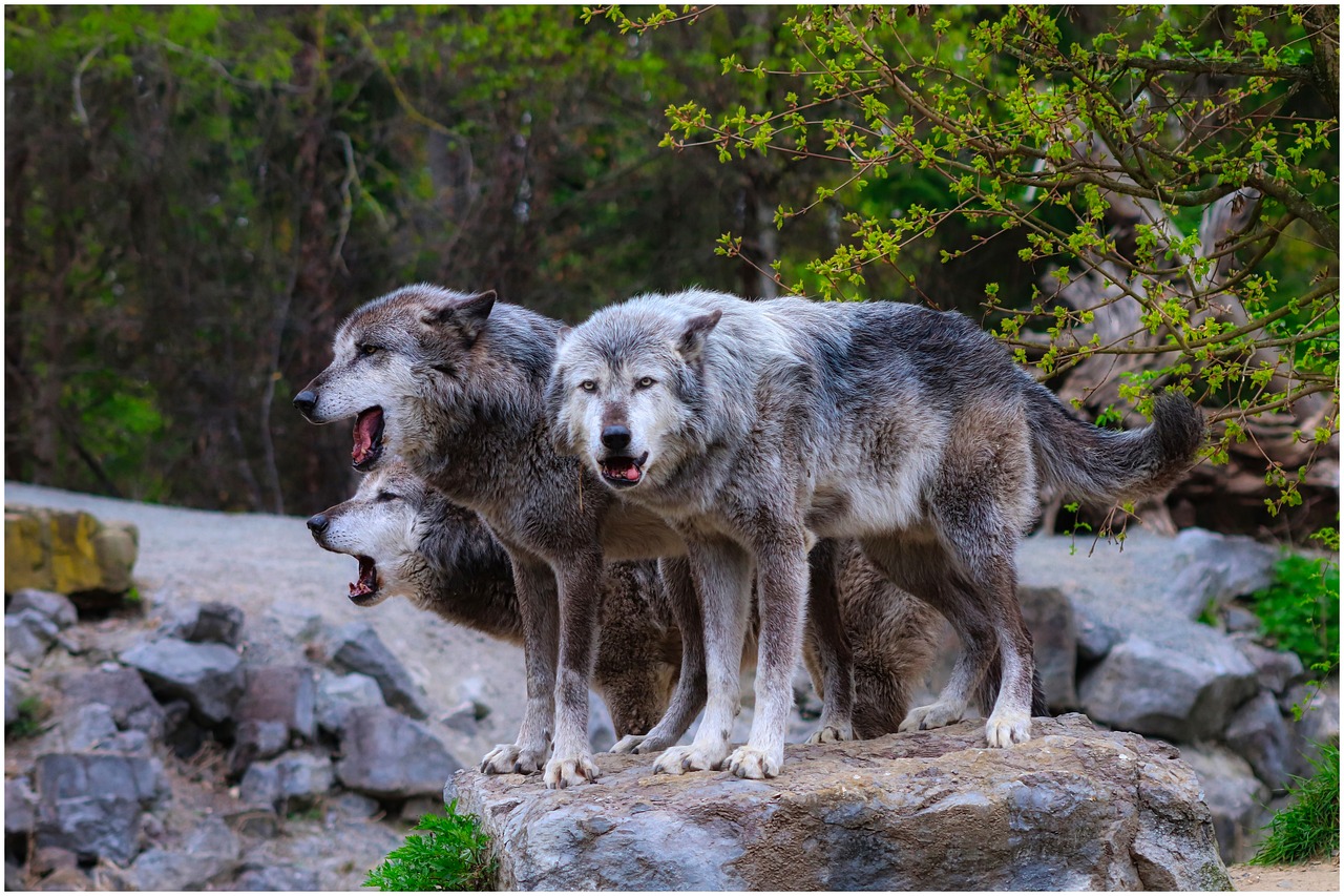 Gray Wolf: The Pack Leader (Image Credits: Pixabay)