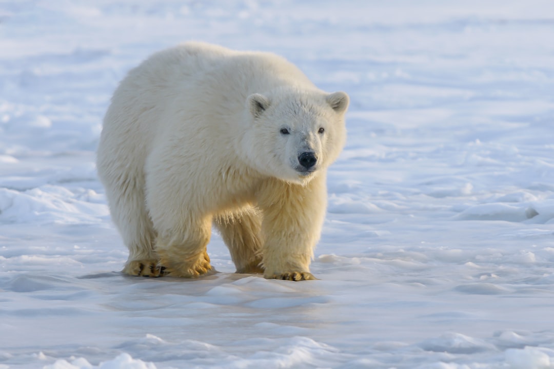 Polar Bear: The Arctic Apex Predator (Image Credits: Unsplash)