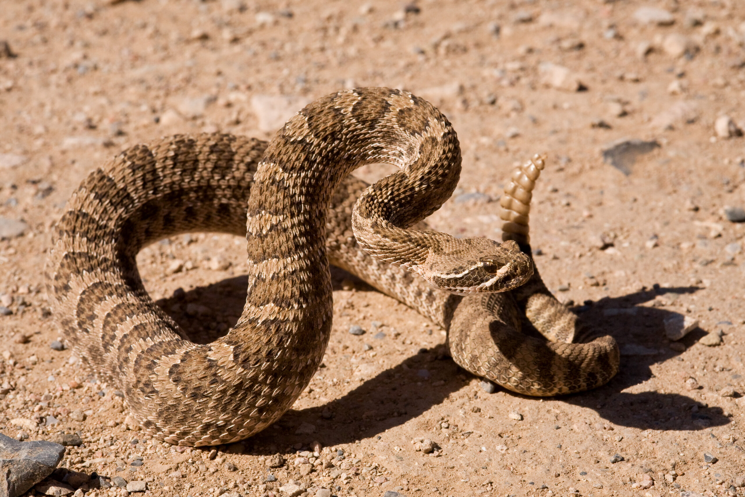 Rattlesnake: The Venomous Speedster (Image Credits: Wikimedia)