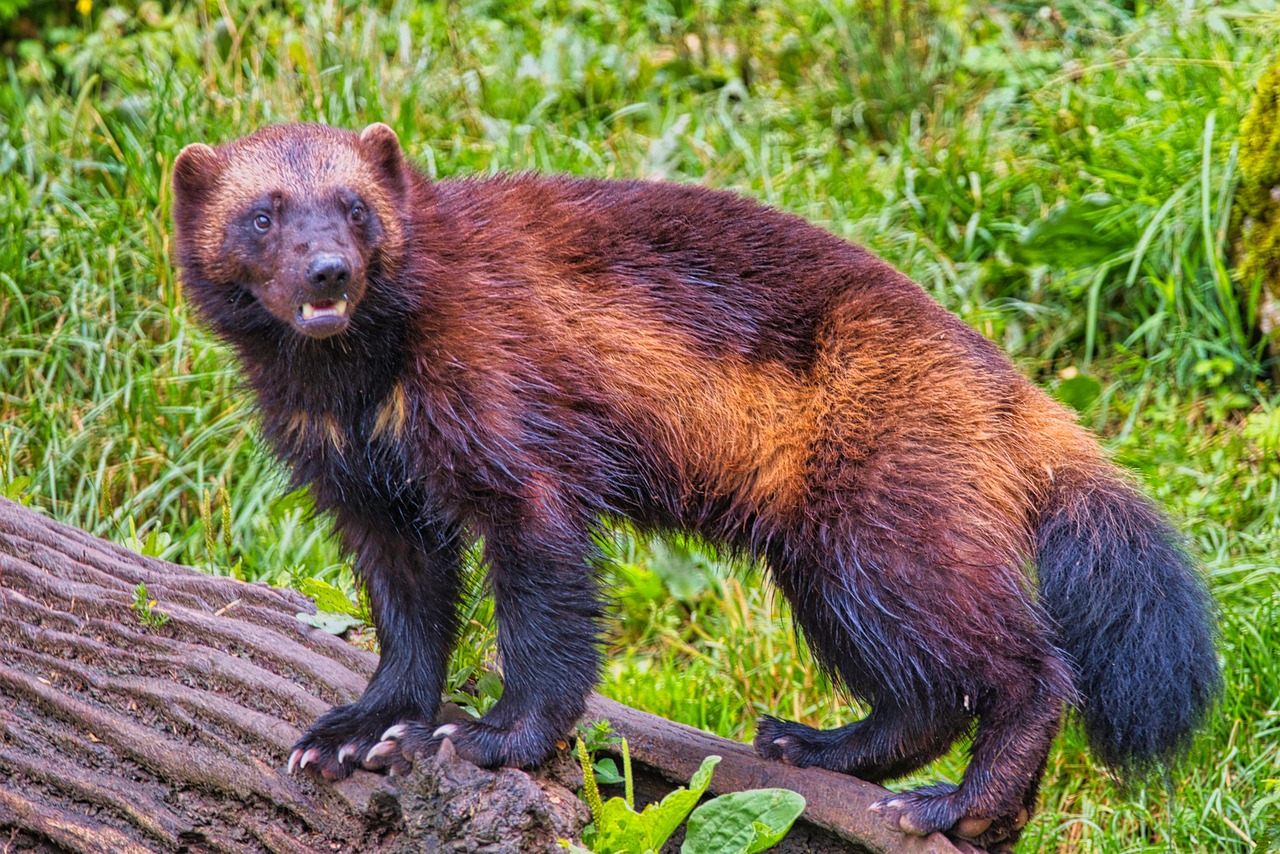 Wolverine: The Furious Fighter (Image Credits: Pixabay)