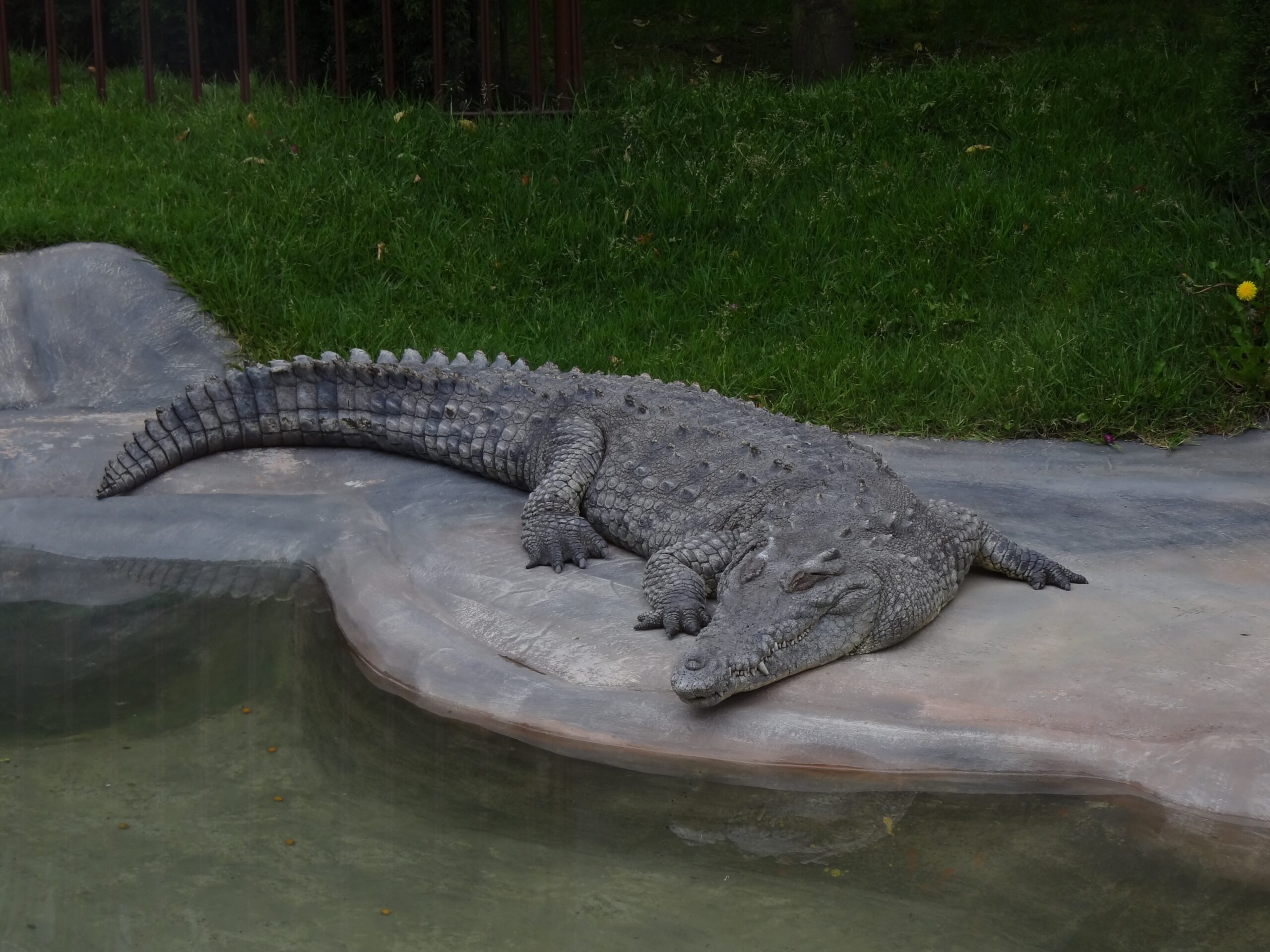 American Crocodile: The Saltwater Savage (Image Credits: Wikimedia)
