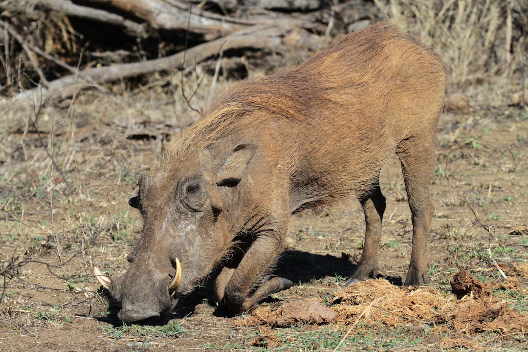 Wild Boar: The Unstoppable Juggernaut (Image Credits: Unsplash)