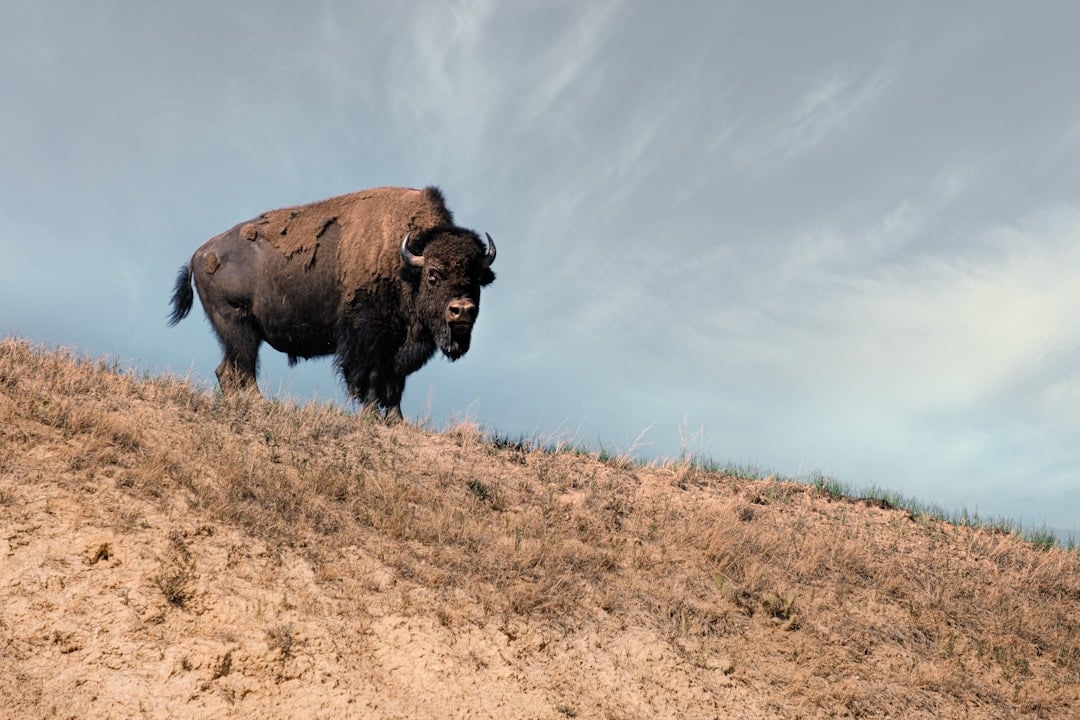 The Resilient American Bison: Symbol of Endurance (Image Credits: Unsplash)