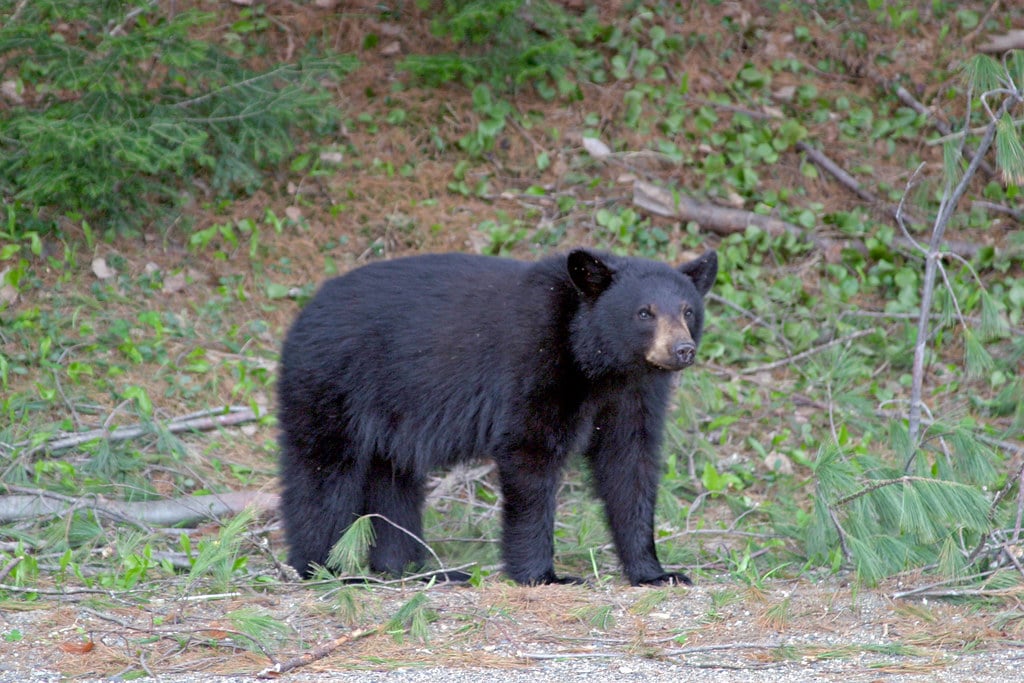 The Loyal American Black Bear: Gentle Giant Protector (Image Credits: Flickr)