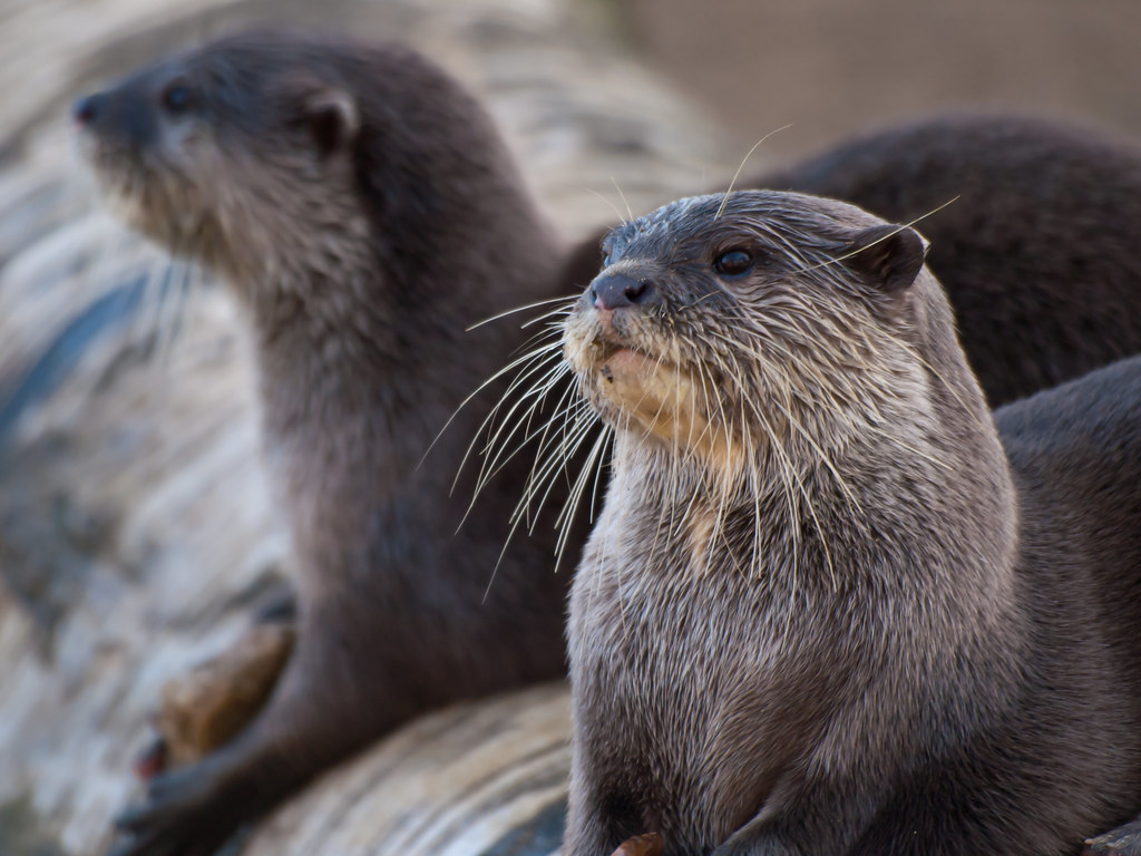 The Playful North American River Otter: Joyful Spirit (Image Credits: Flickr)