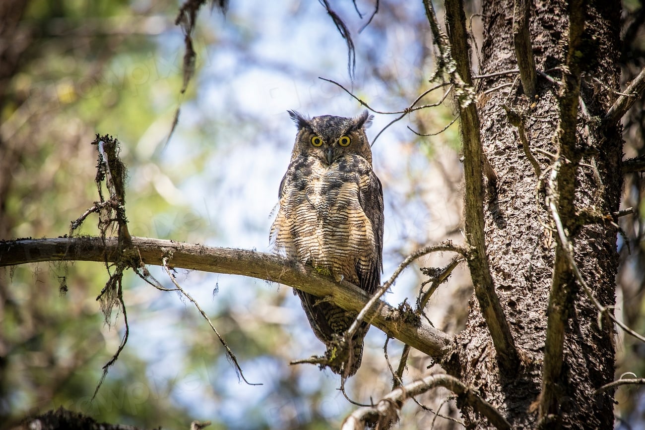 The Wise Great Horned Owl: Silent Observer (Image Credits: Rawpixel)