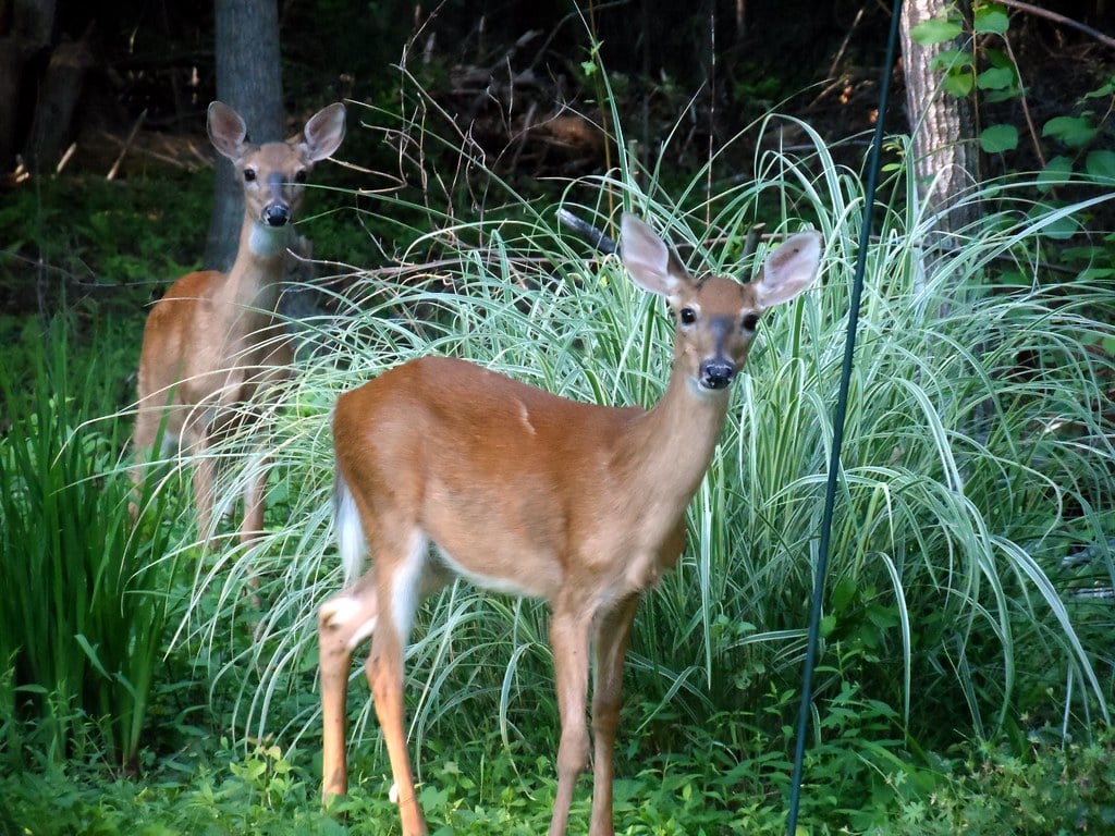 The Graceful White-tailed Deer: Gentle Alertness (Image Credits: Flickr)