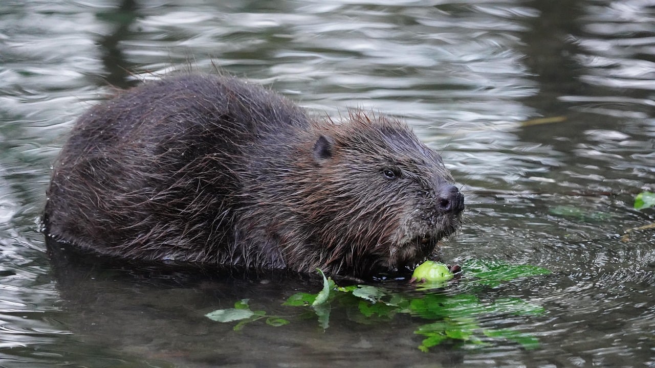 The Industrious North American Beaver: Master Builder (Image Credits: Pixabay)