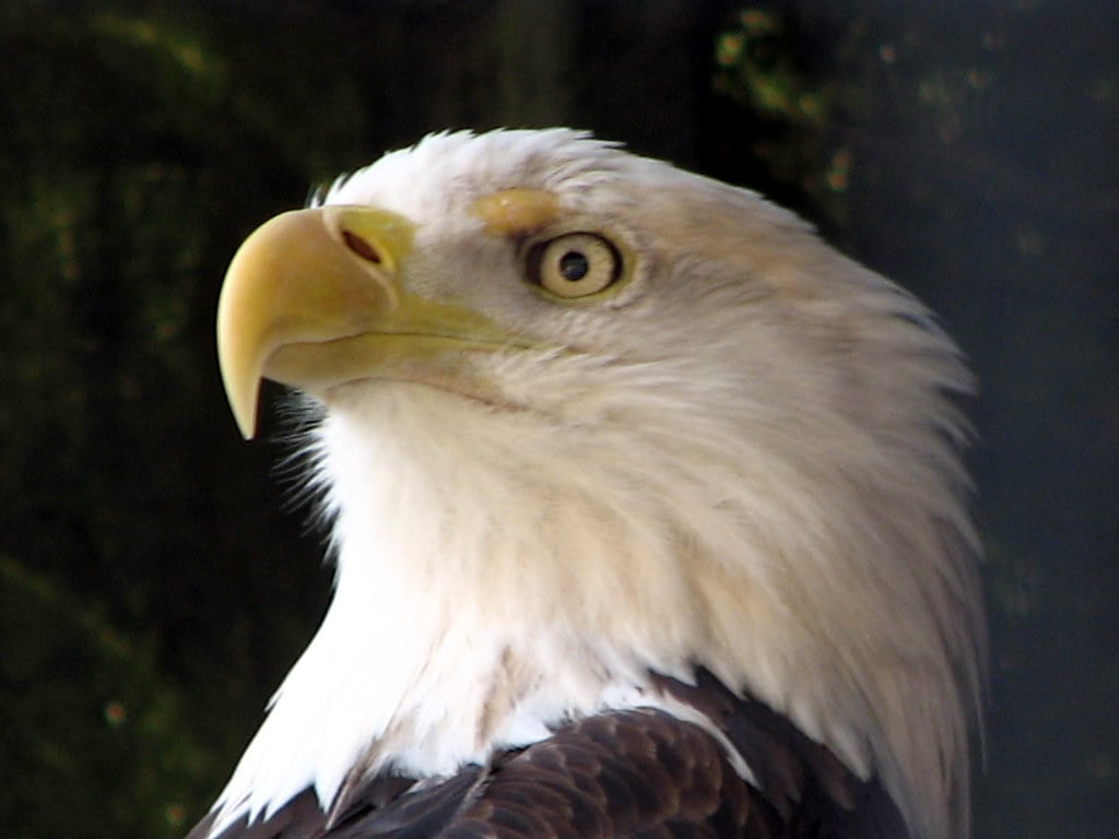 Conclusion: Finding Your American Animal Spirit (Image Credits: Flickr)