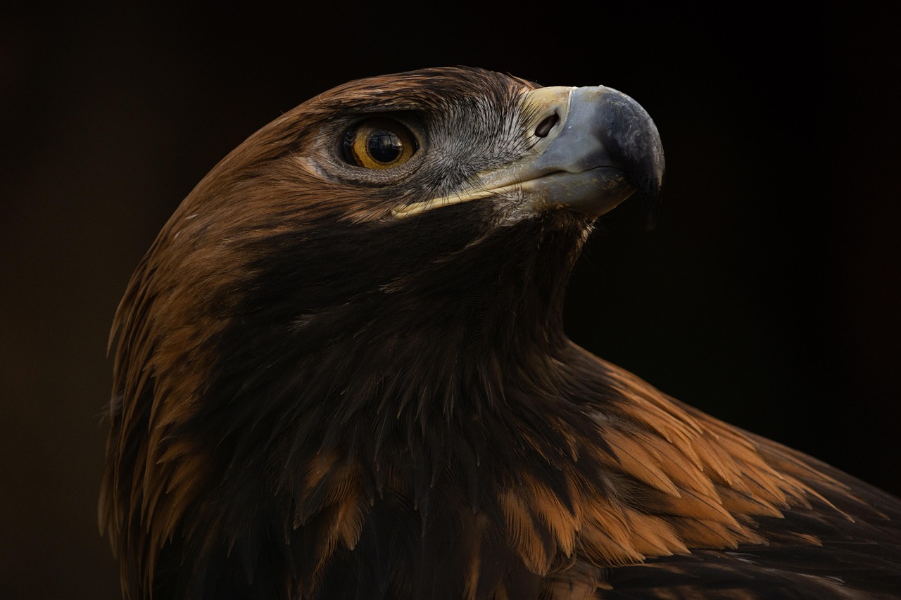 The Golden Eagle and Fire Elements (Image Credits: Pixabay)