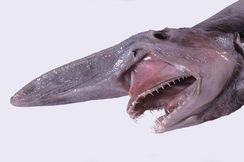 Goblin Sharks: Prehistoric Nightmares of the Deep (Image Credits: Wikimedia)