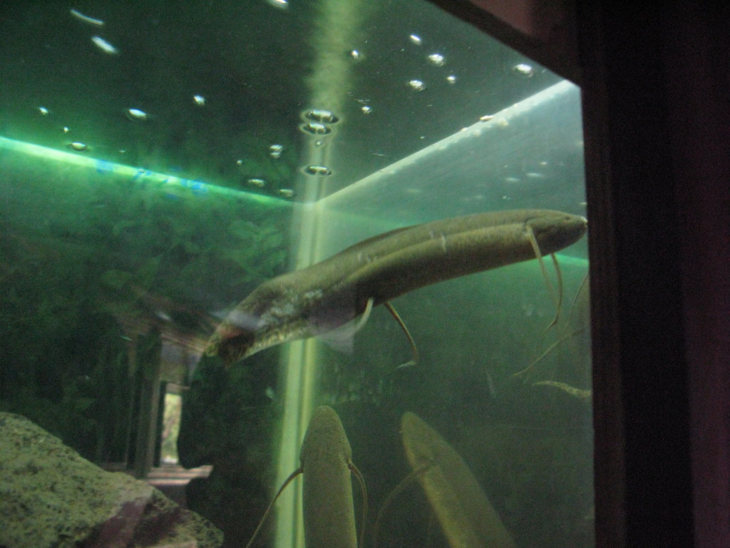Lungfish: Masters of Two Worlds (Image Credits: Flickr)