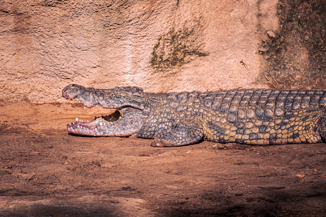 Crocodilians: Ultimate Survivors (Image Credits: Unsplash)