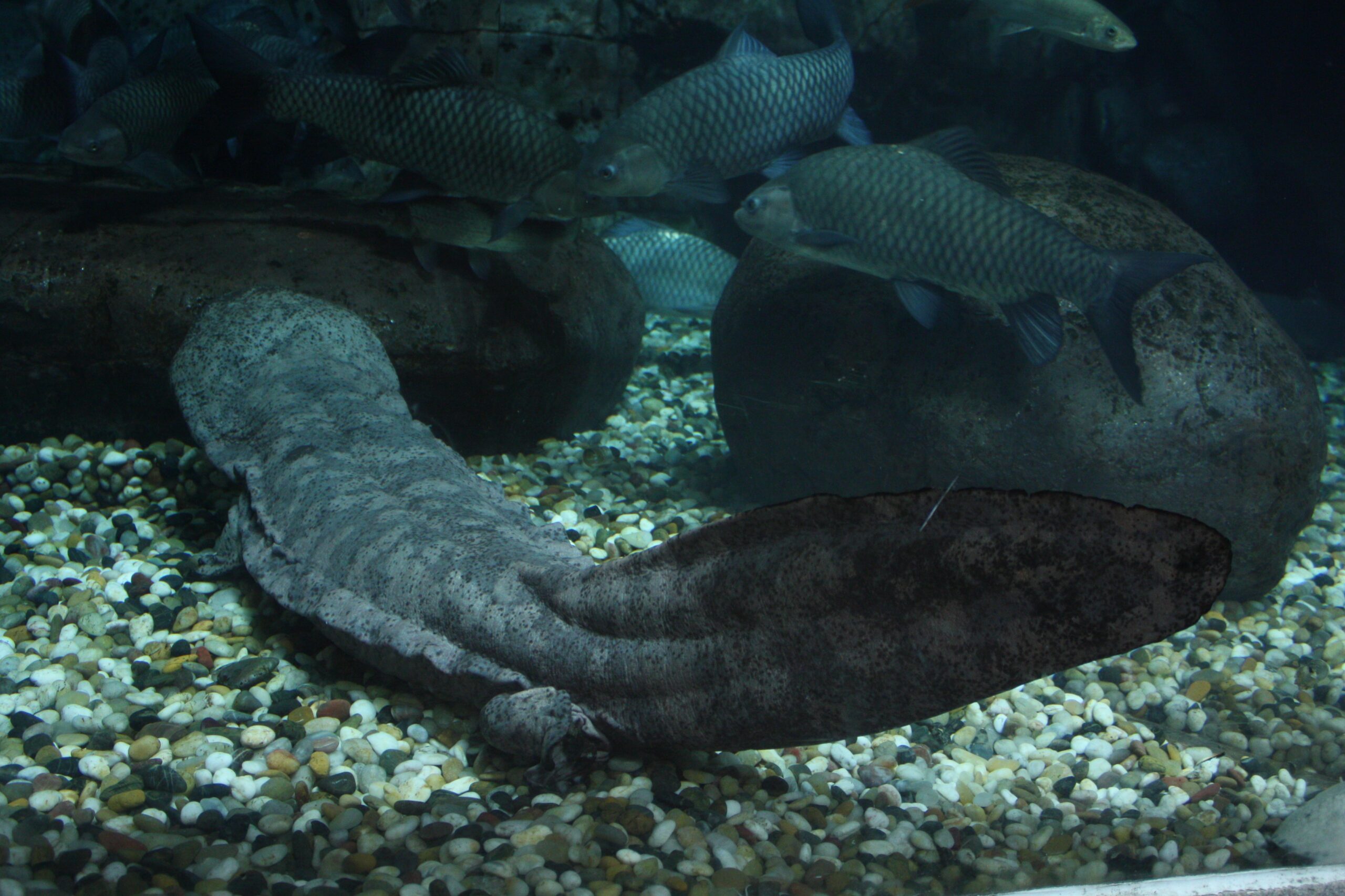 Chinese Giant Salamander: Ancient Amphibian Giant (Image Credits: Wikimedia)