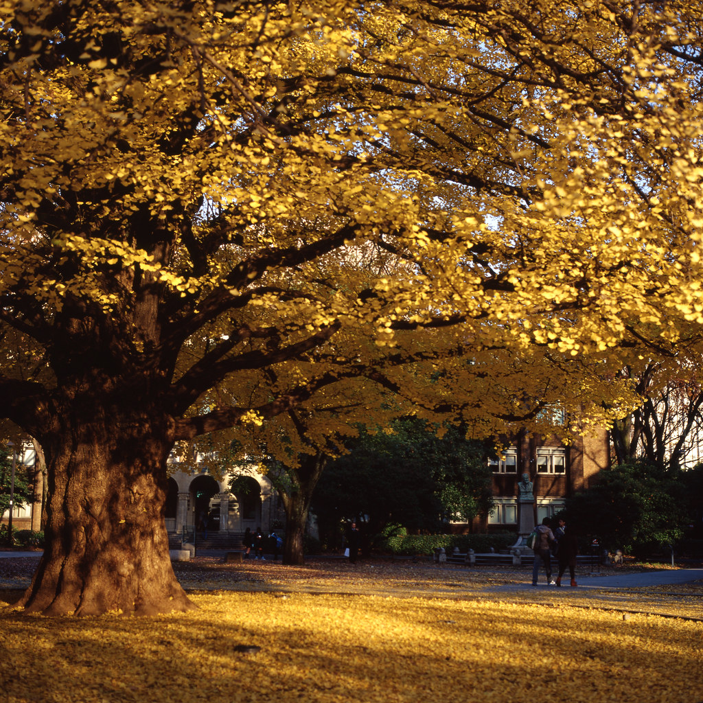 Ginkgo Trees: Living Time Capsules (Image Credits: Flickr)