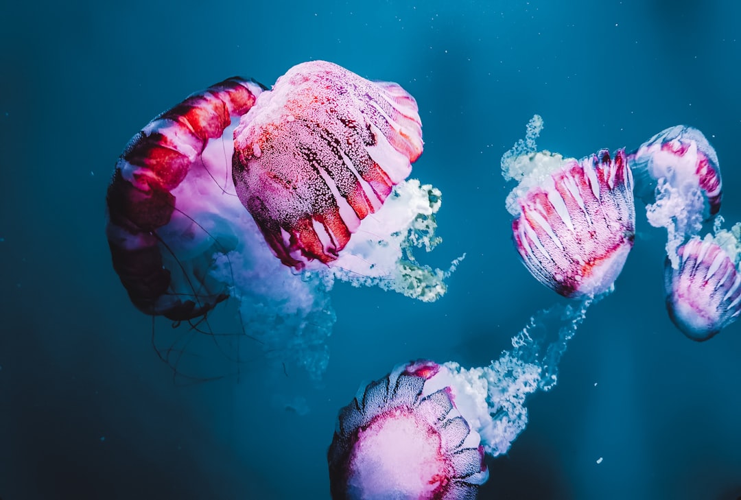 Sea Jellies: Oceanic Immortals (Image Credits: Unsplash)