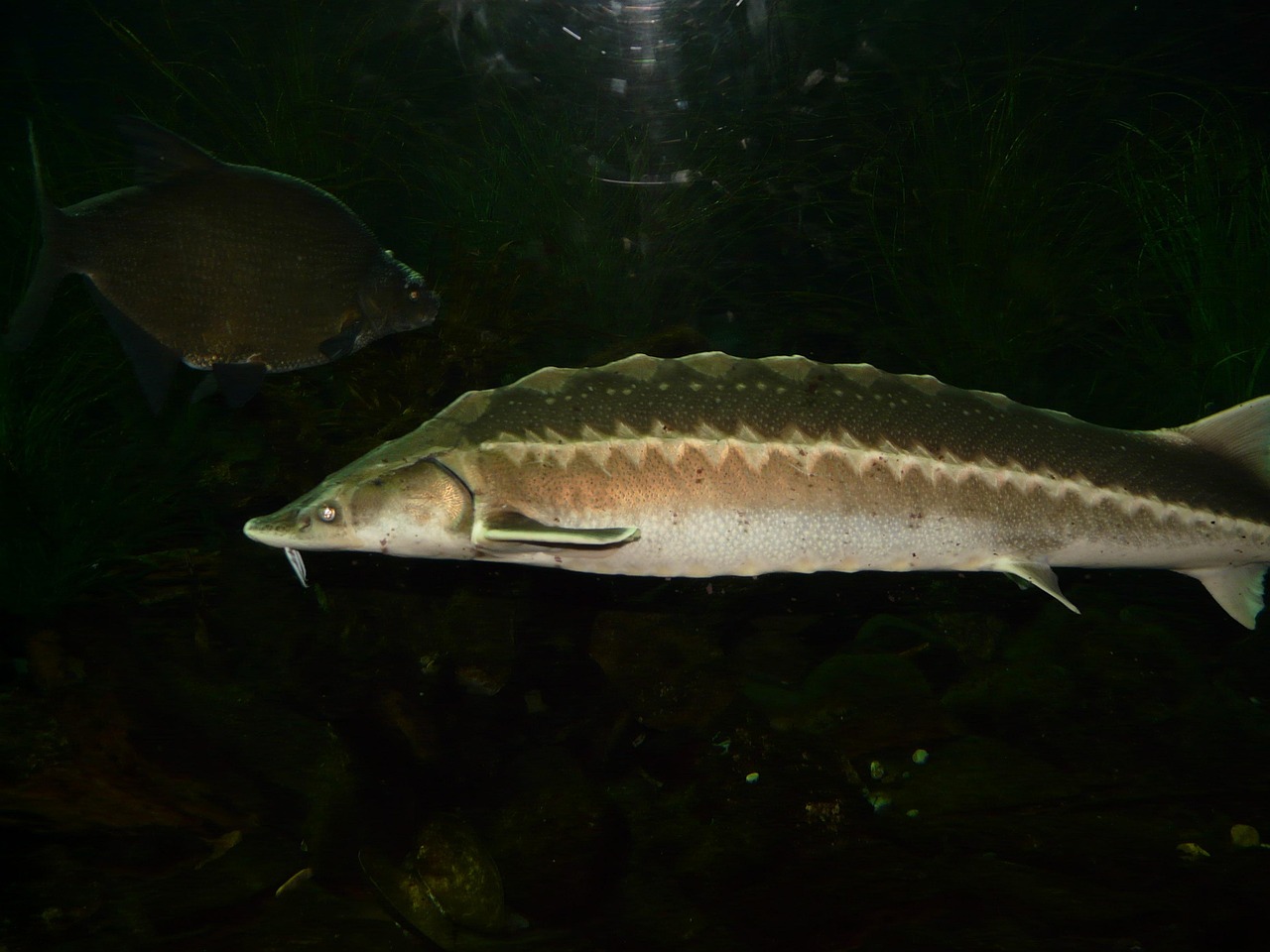 Sturgeons: Ancient Fish of Many Waters (Image Credits: Pixabay)