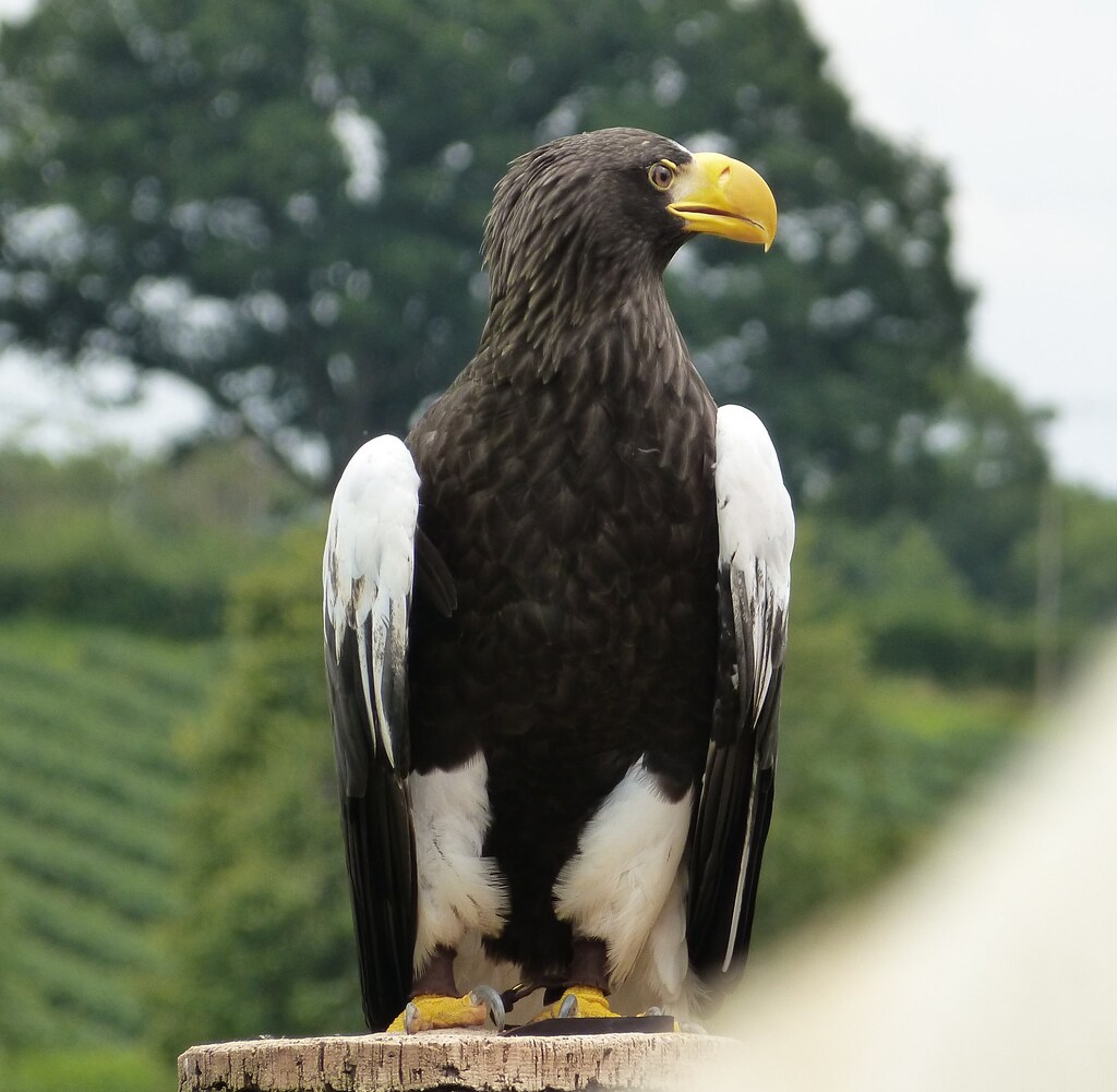 February - The Steller's Sea Eagle for Aquarius (Image Credits: Flickr)