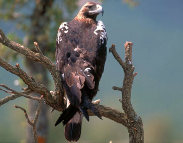 April - The Spanish Imperial Eagle for Aries (Image Credits: Wikimedia)