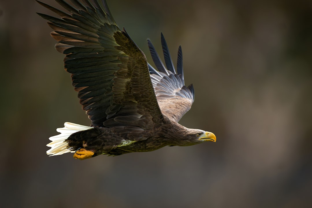 May - The White-tailed Eagle for Taurus (Image Credits: Unsplash)