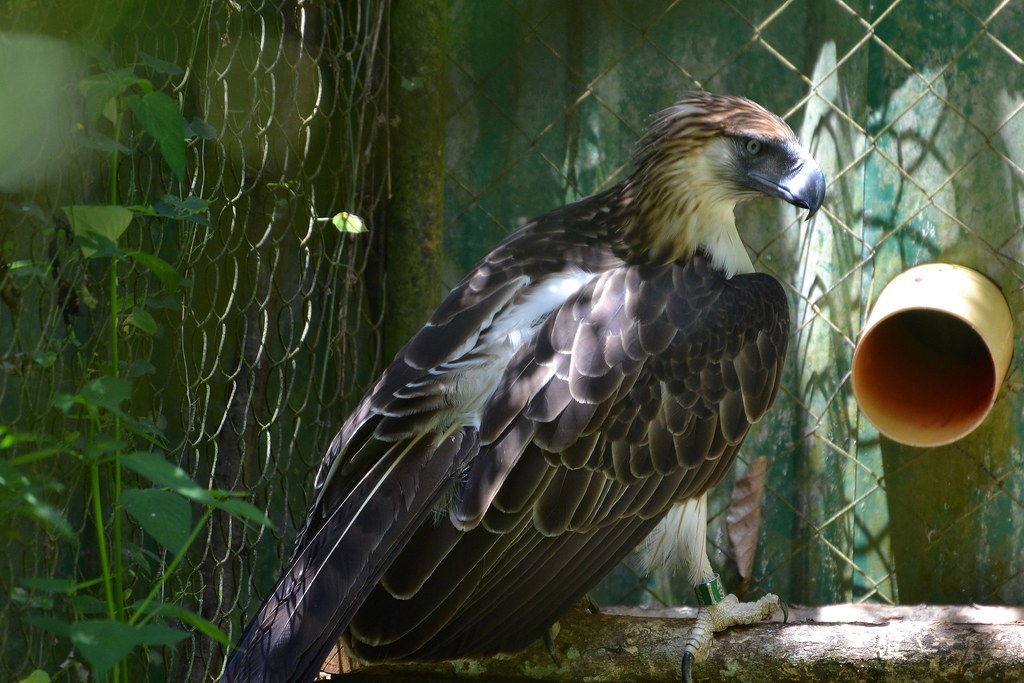 July - The Philippine Eagle for Cancer (Image Credits: Flickr)