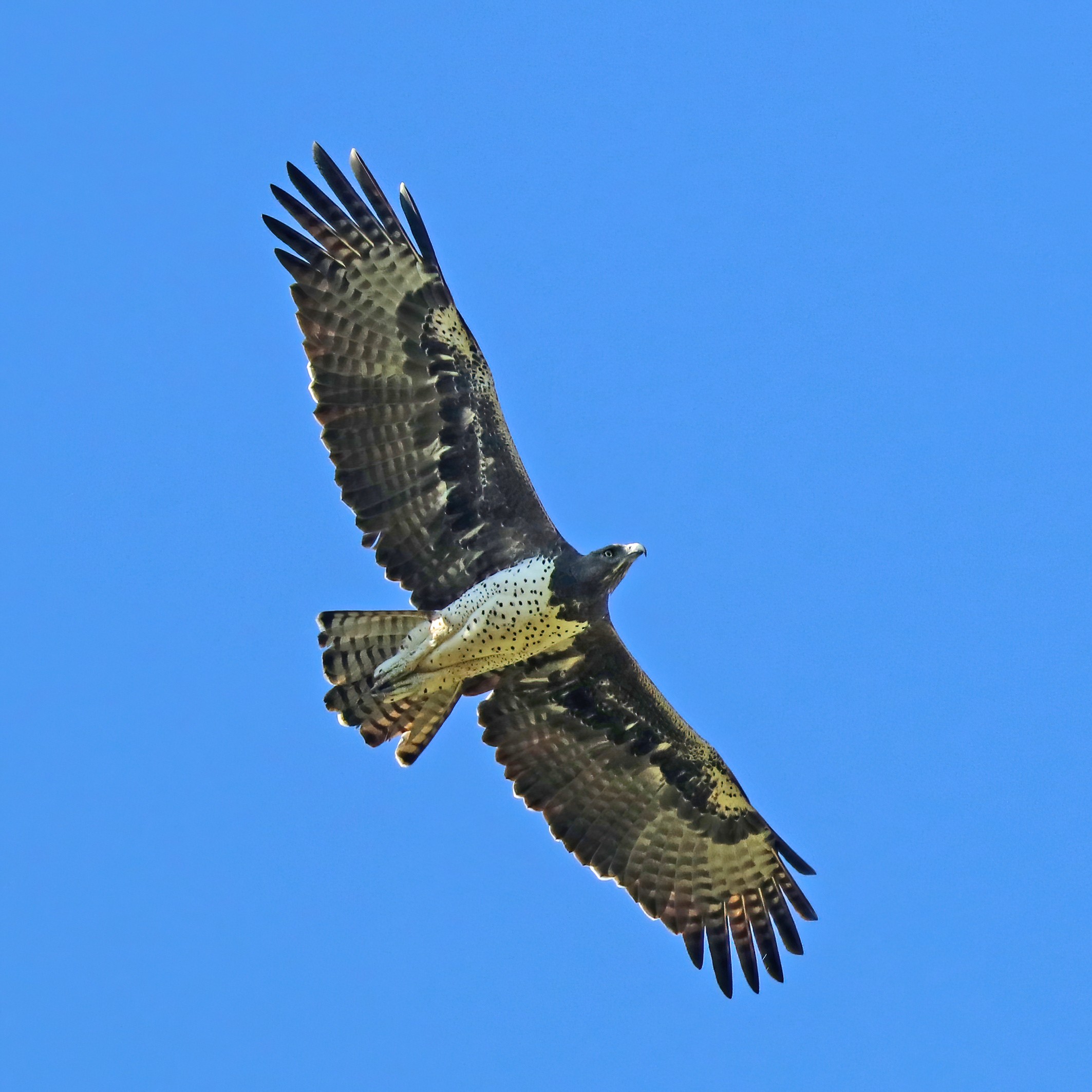 August - The Martial Eagle for Leo (Image Credits: Wikimedia)