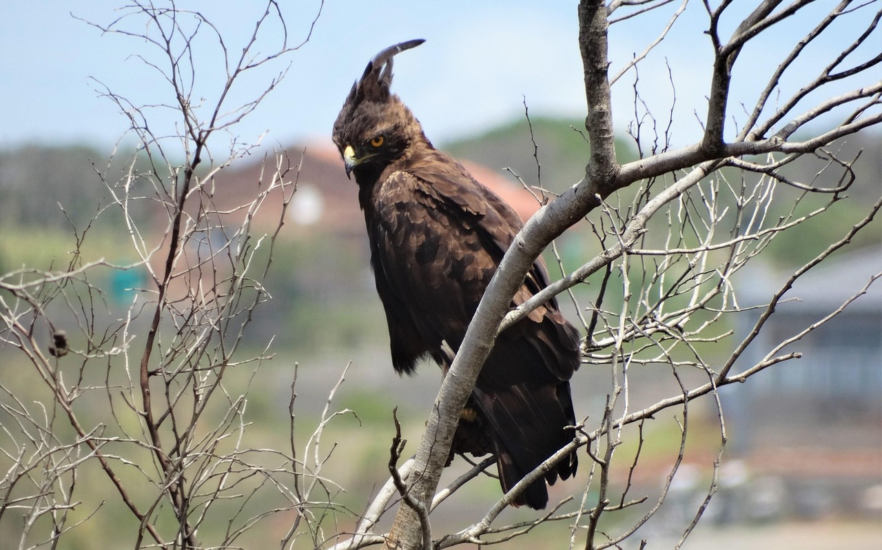 September - The Crested Serpent Eagle for Virgo (Image Credits: Pixabay)