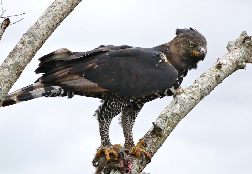 October - The Crowned Eagle for Libra (Image Credits: Flickr)
