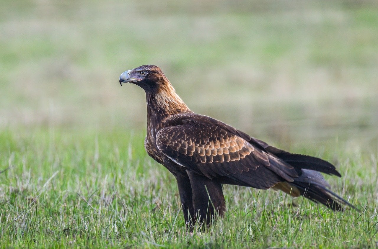 November - The Wedge-tailed Eagle for Scorpio (Image Credits: Pixabay)