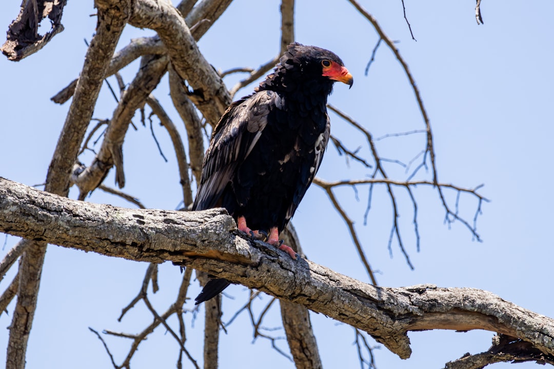 December - The Bateleur Eagle for Sagittarius (Image Credits: Unsplash)