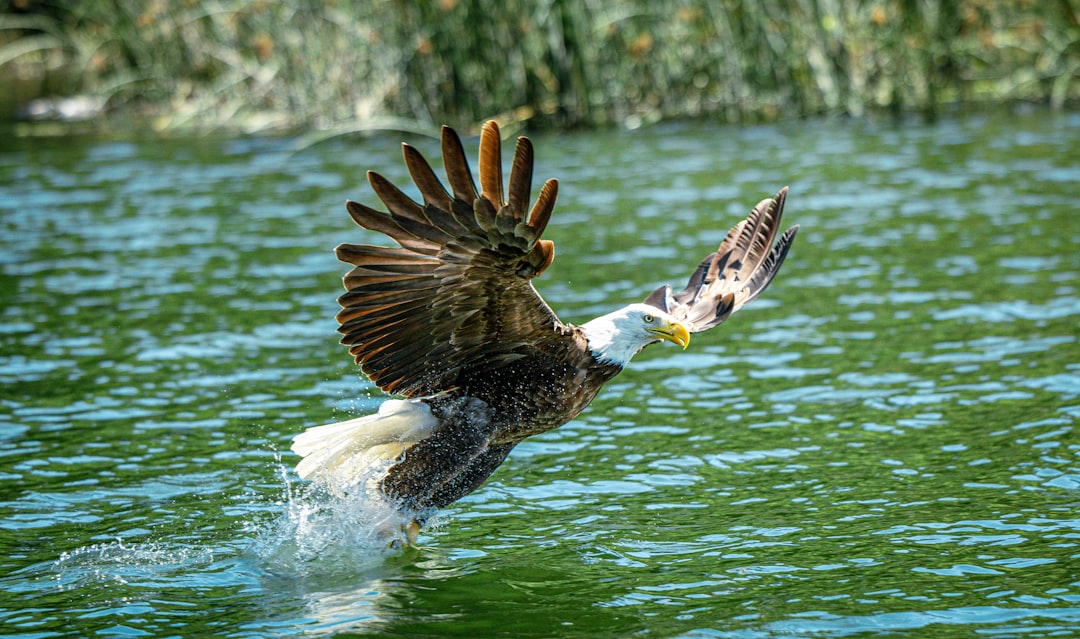 The Connection Between Eagles and Human Nature (Image Credits: Unsplash)