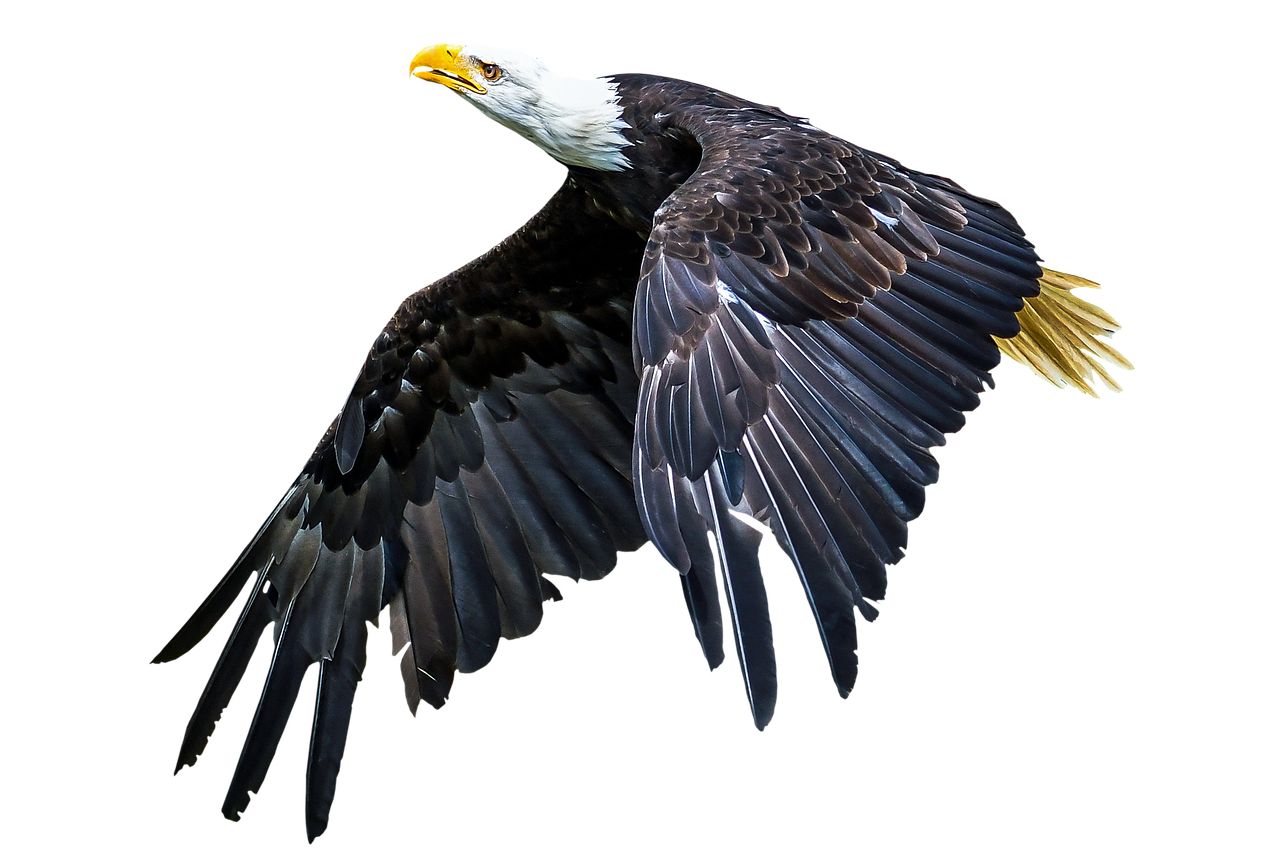The Bald Eagle: Mufasa from The Lion King (Image Credits: Pixabay)