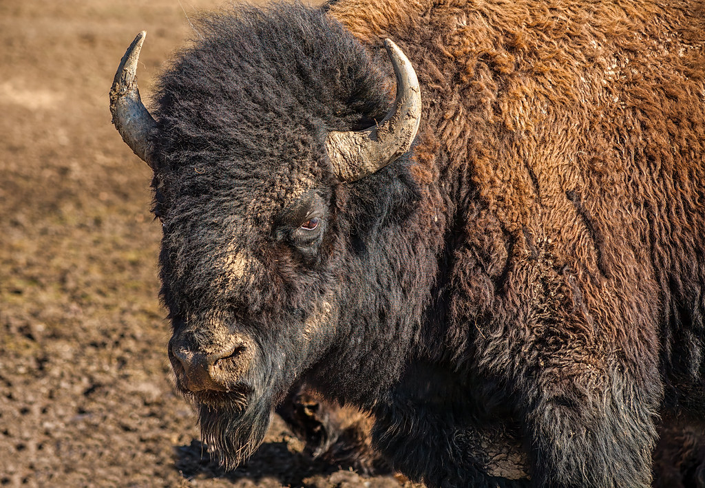 American Bison: Beast from Beauty and the Beast (Image Credits: Flickr)
