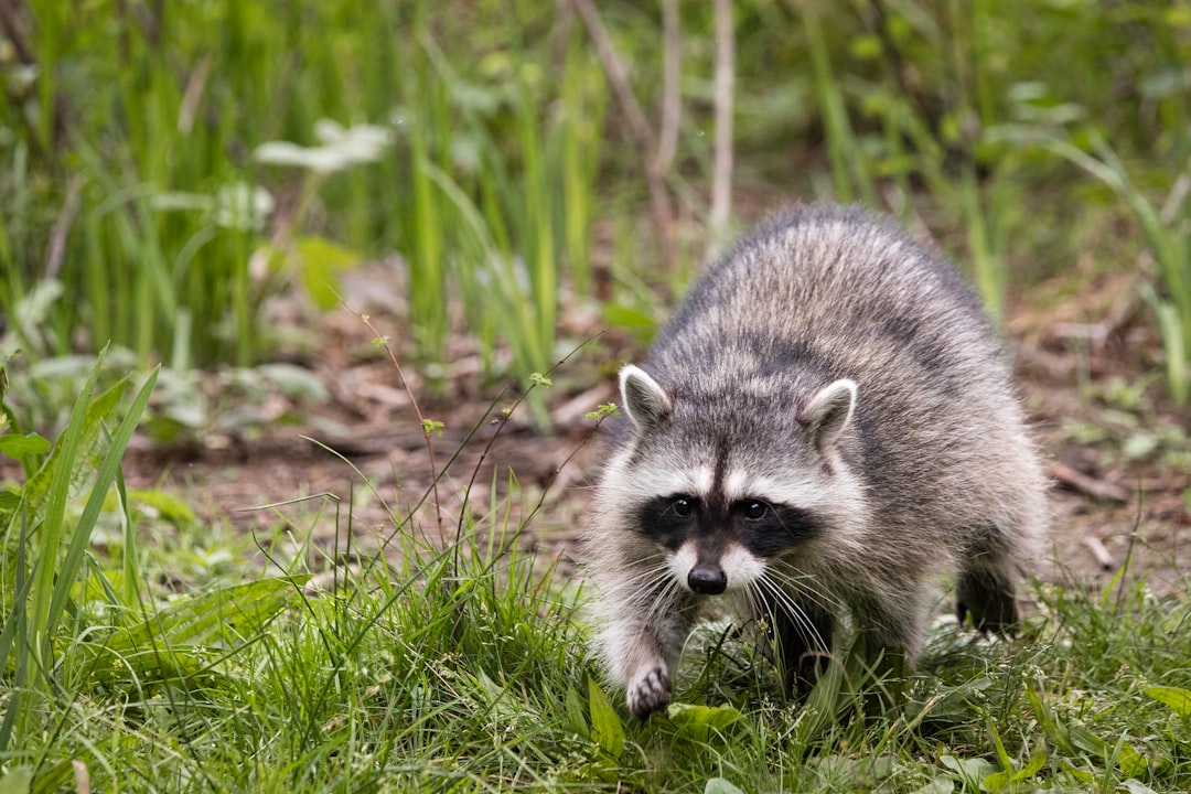 Raccoon: Meeko from Pocahontas (Image Credits: Unsplash)