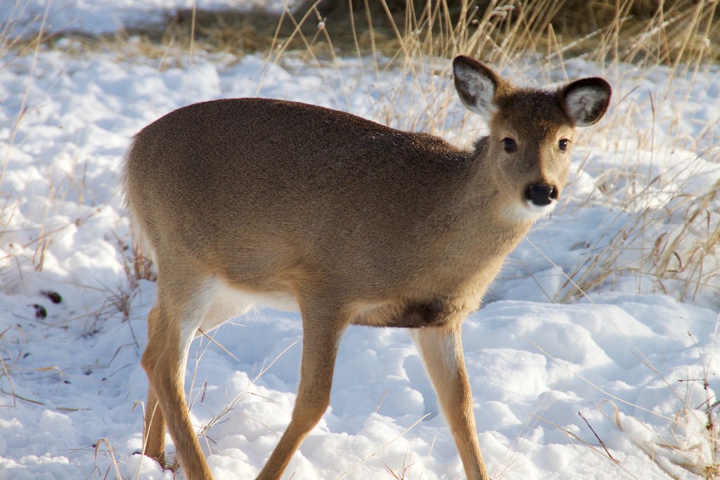 White-tailed Deer: Bambi from Bambi (Image Credits: Flickr)