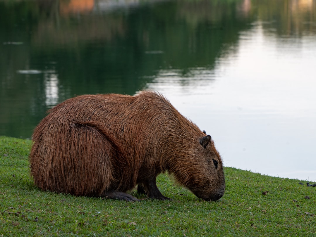 American Beaver: Beaver from Lady and the Tramp (Image Credits: Unsplash)